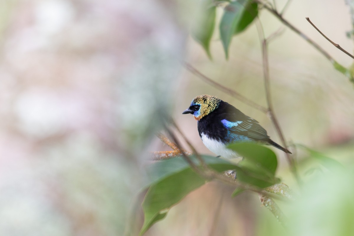 Золотистоголовая танагра - ML647196928