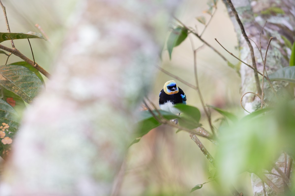 Золотистоголовая танагра - ML647196929