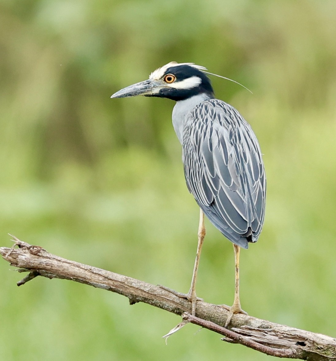 Yellow-crowned Night Heron - ML647196931