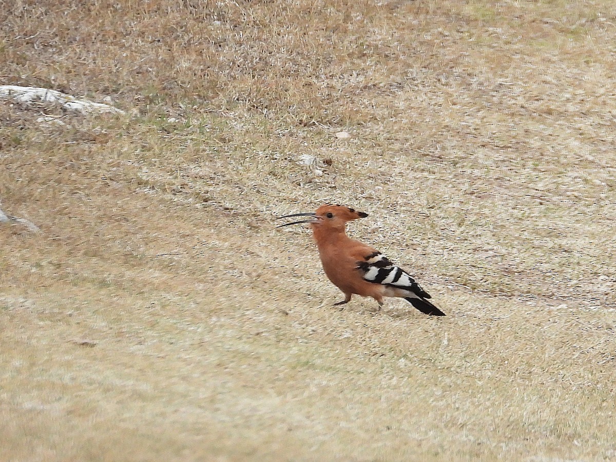 Common Hoopoe (African) - ML647196937