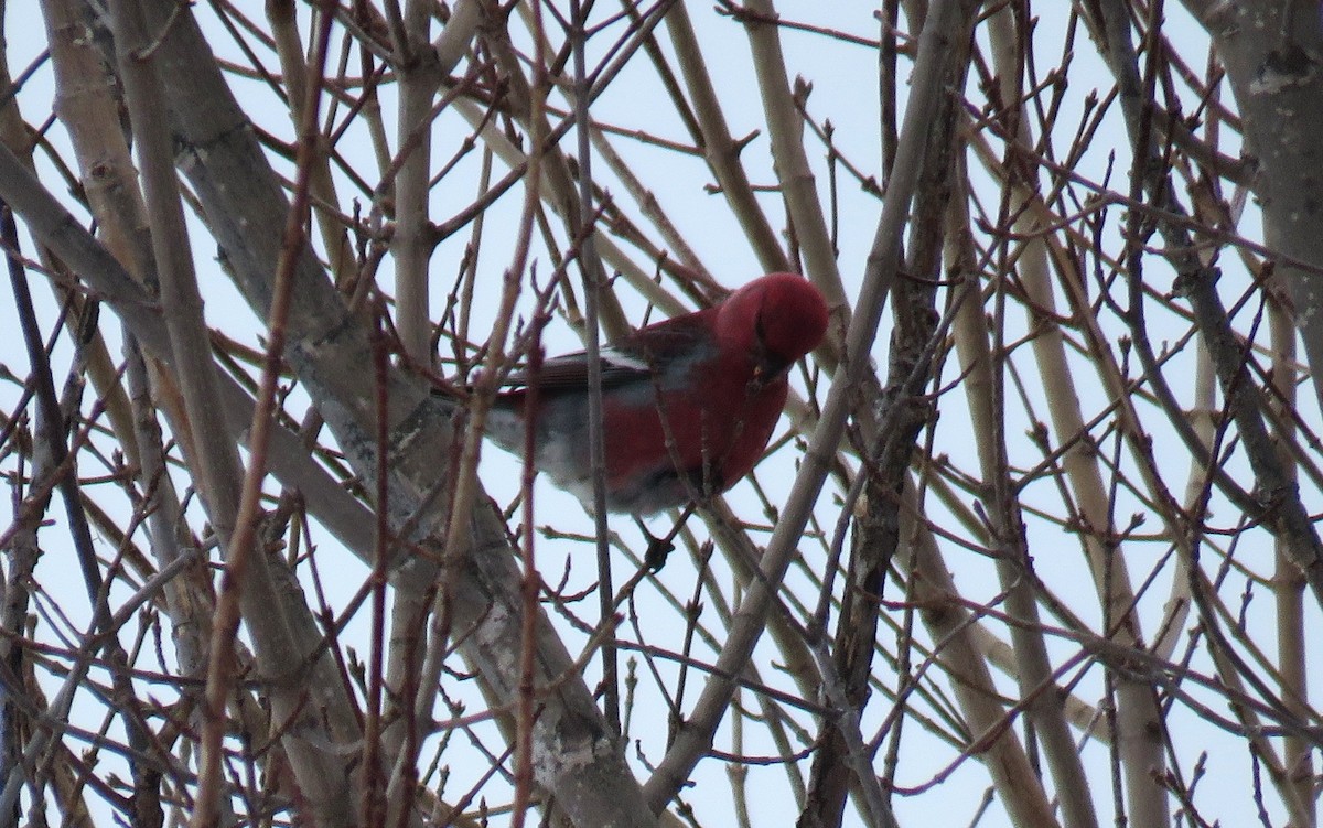 ギンザンマシコ - ML647196938