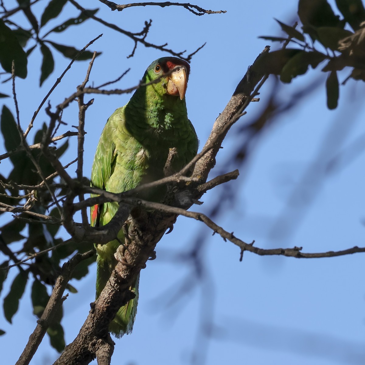 Amazona Guayabera - ML647196944