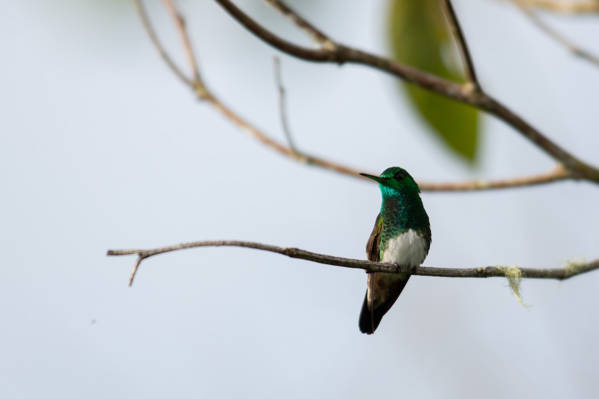 kolibřík sněhobřichý - ML647196946