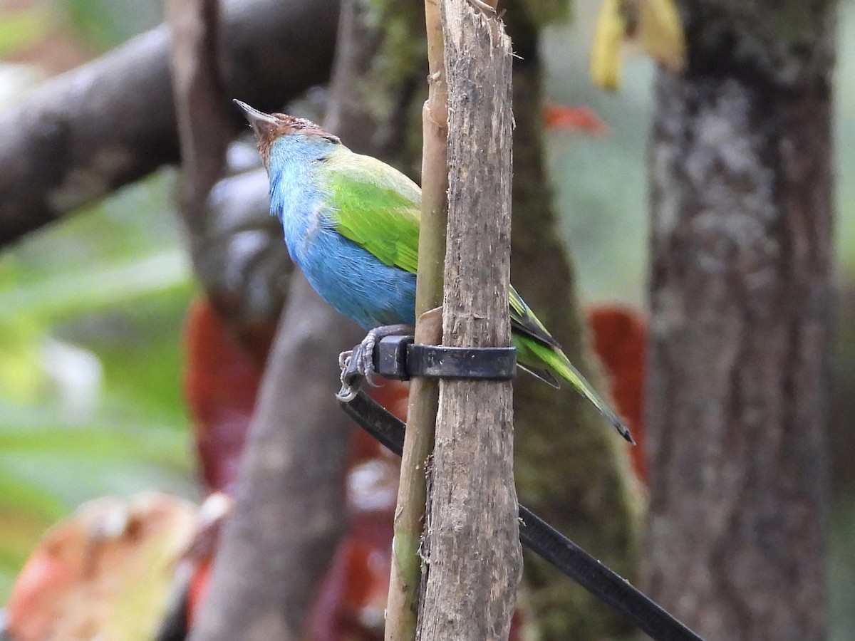 Tangara Cabecibaya - ML647196947