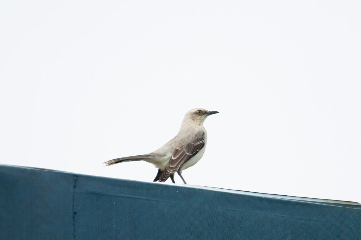 Tropikal Taklitçi - ML647196948