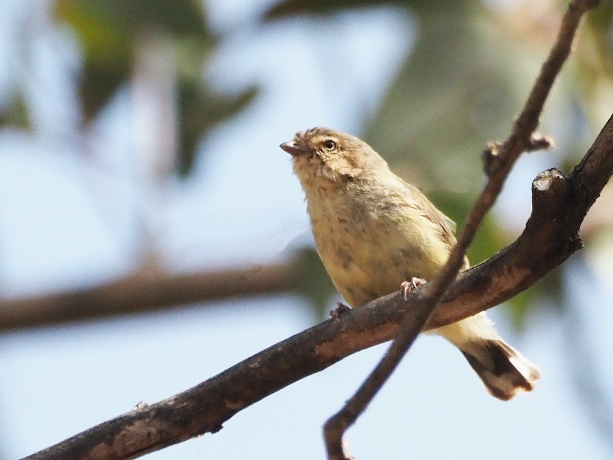 stumpnebb - ML647196955