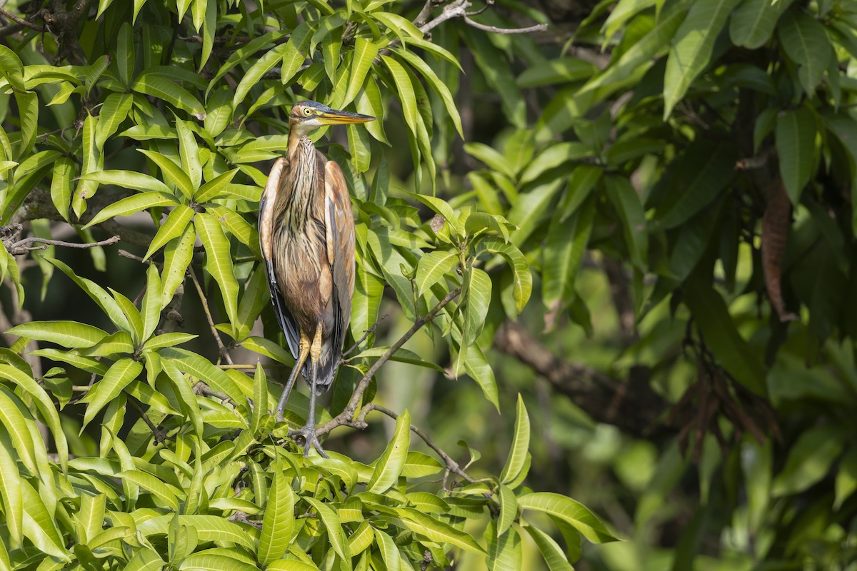 ムラサキサギ - ML647196965