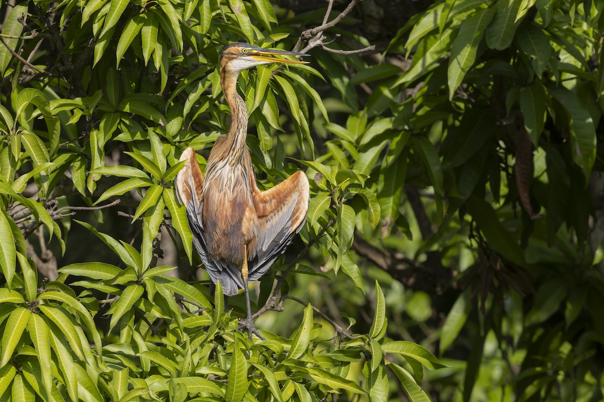 ムラサキサギ - ML647196966