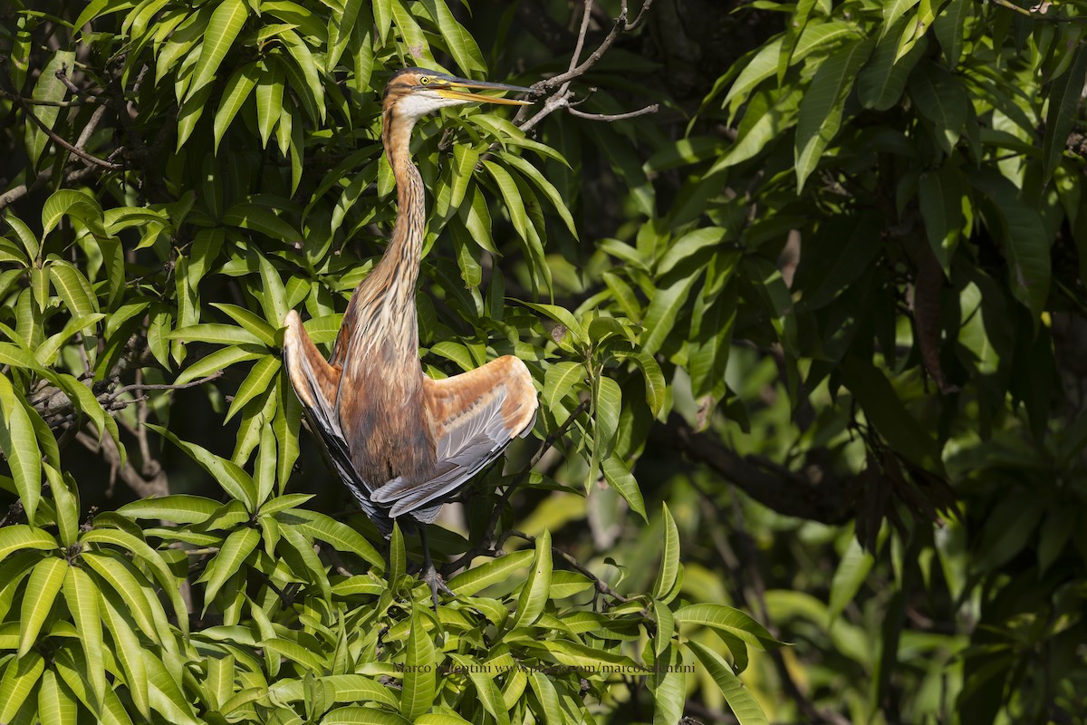 ムラサキサギ - ML647196967