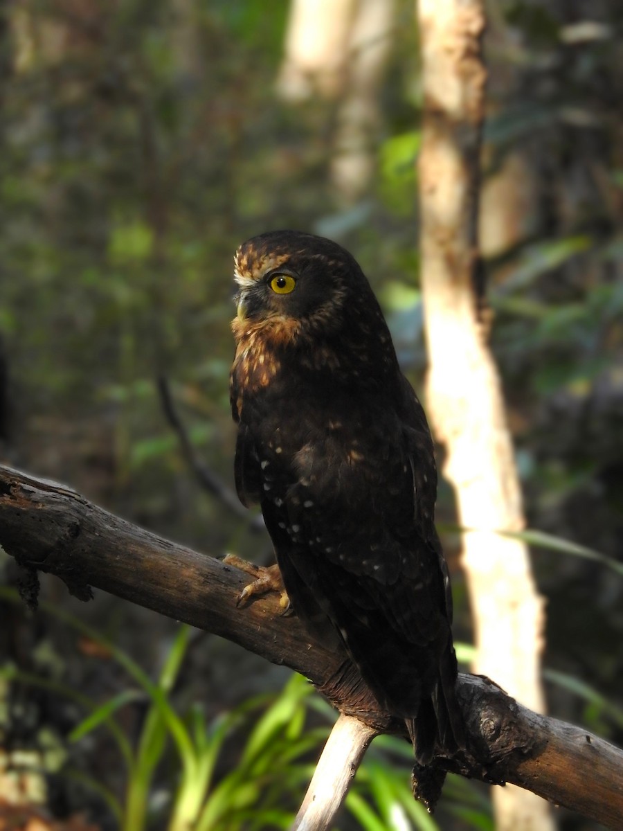 Morepork - ML647196968