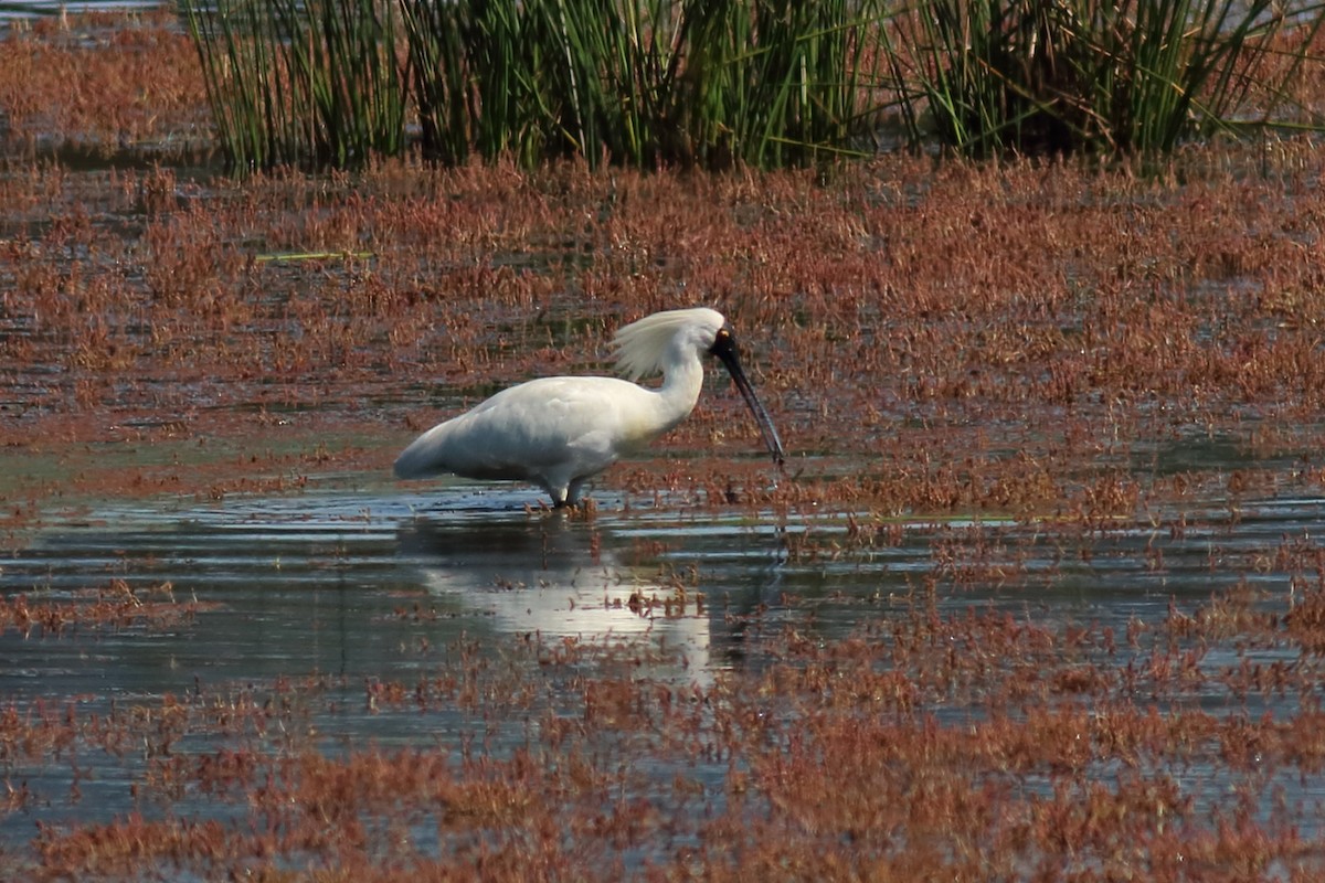 Косар королівський - ML647196973