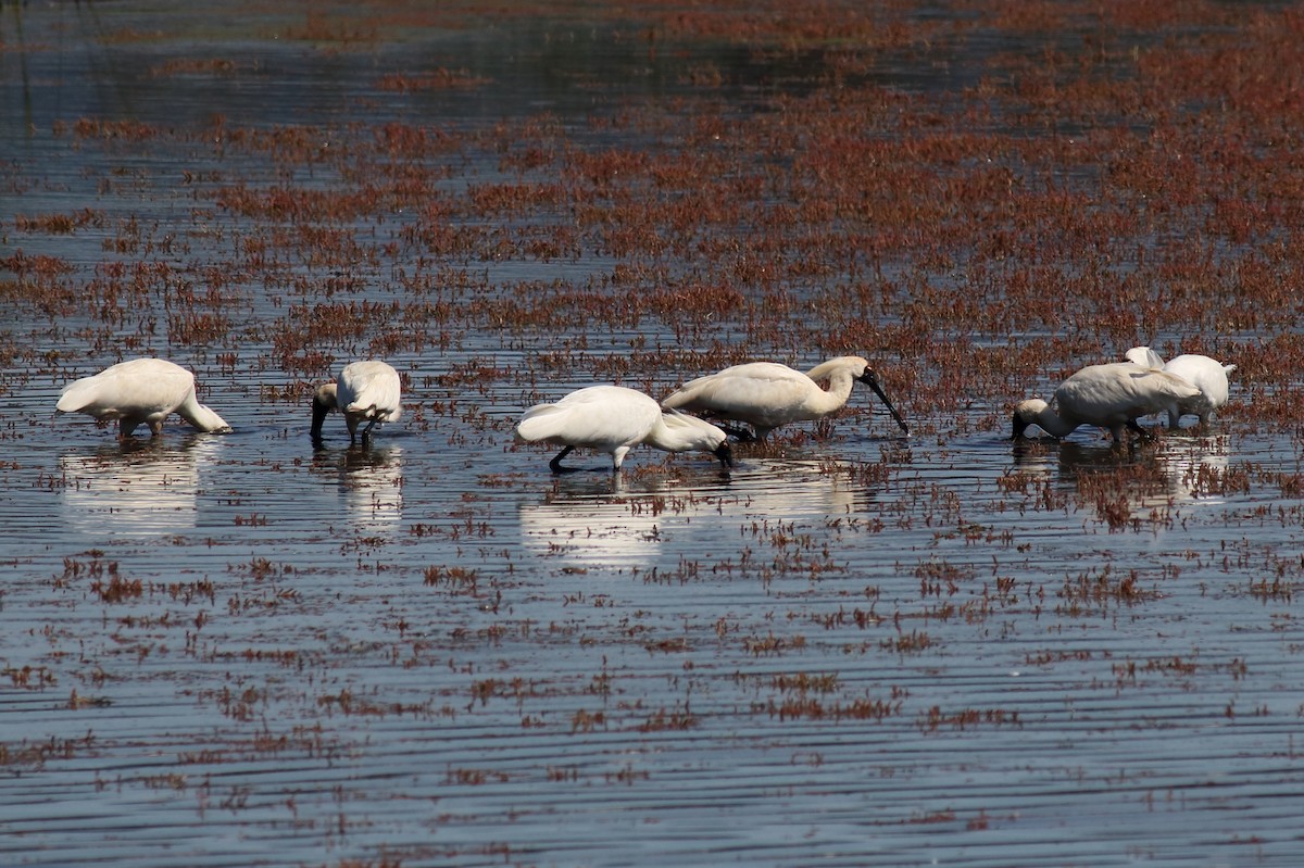 Косар королівський - ML647196974