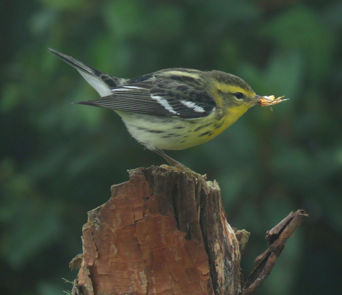 Blackburnian Warbler - ML647196975