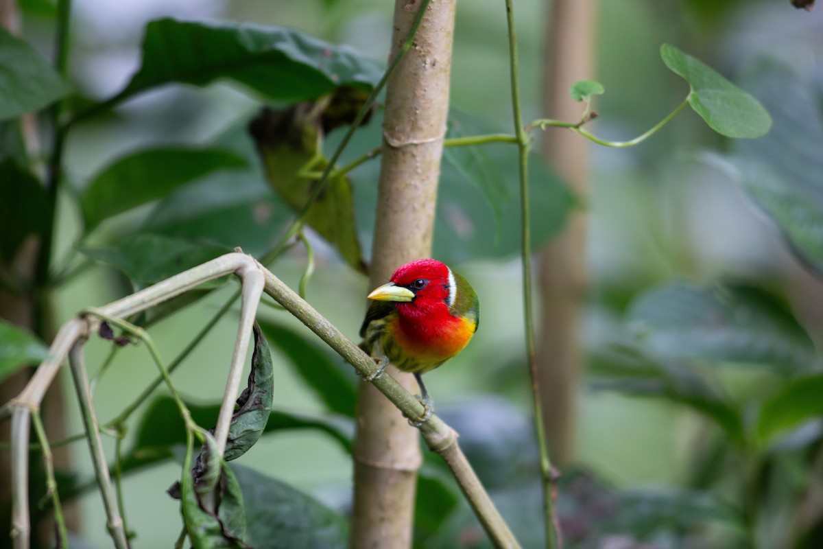 vousák andský - ML647196982