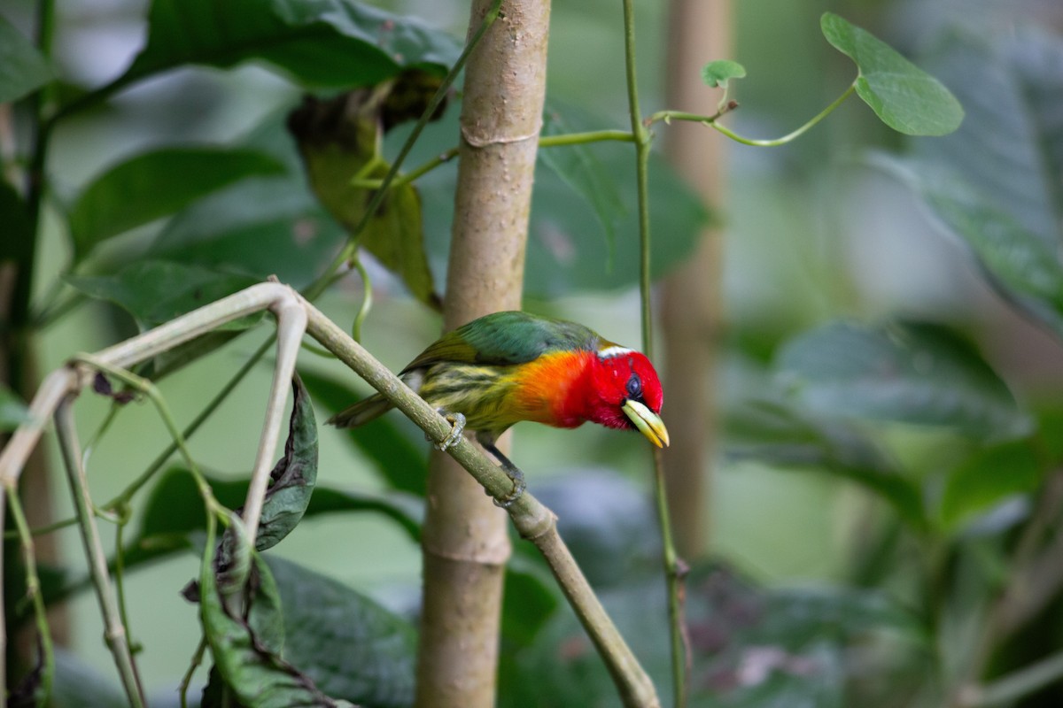 vousák andský - ML647196983