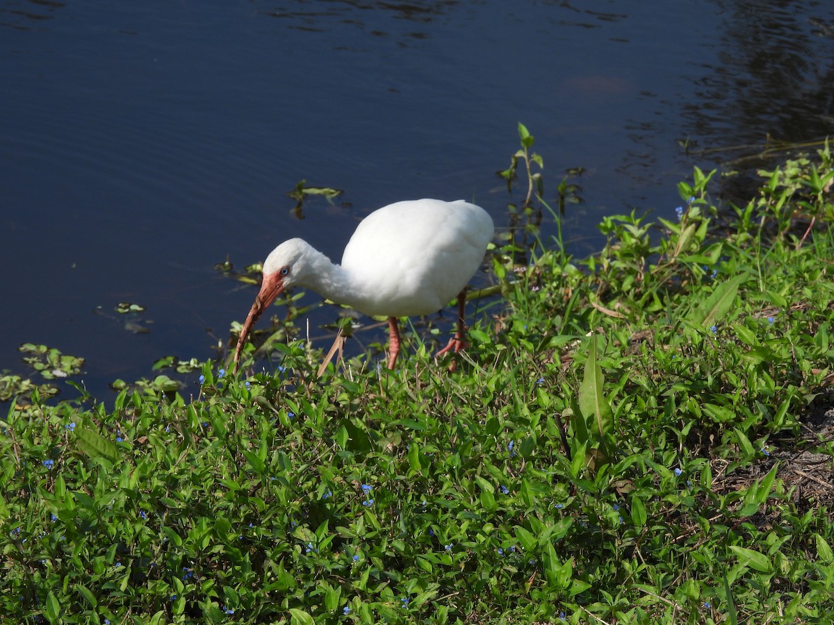 White Ibis - ML647196989