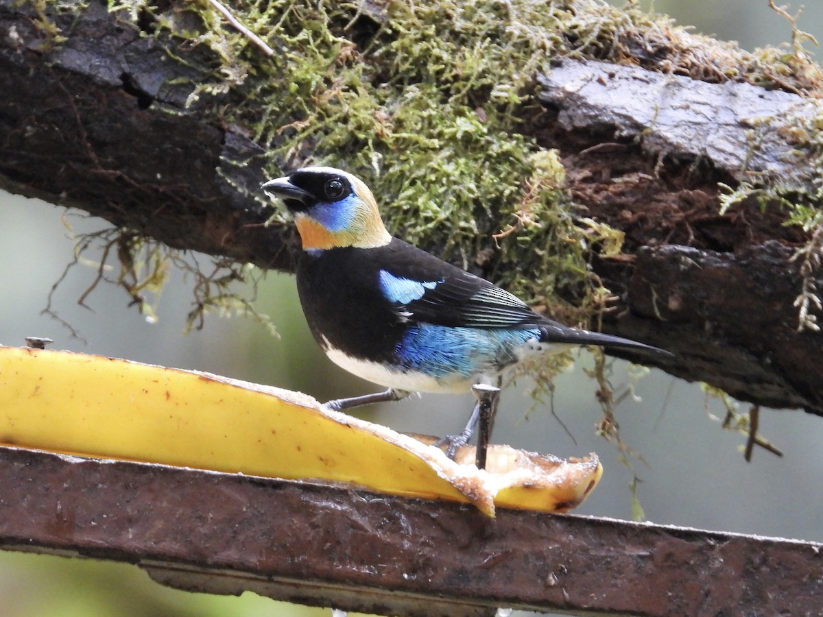 Золотистоголовая танагра - ML647196992