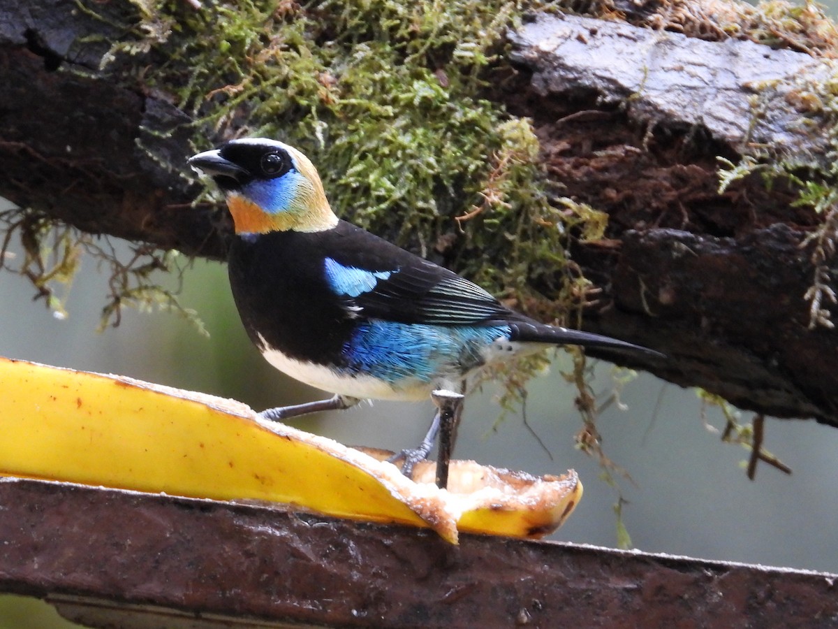 Золотистоголовая танагра - ML647196993