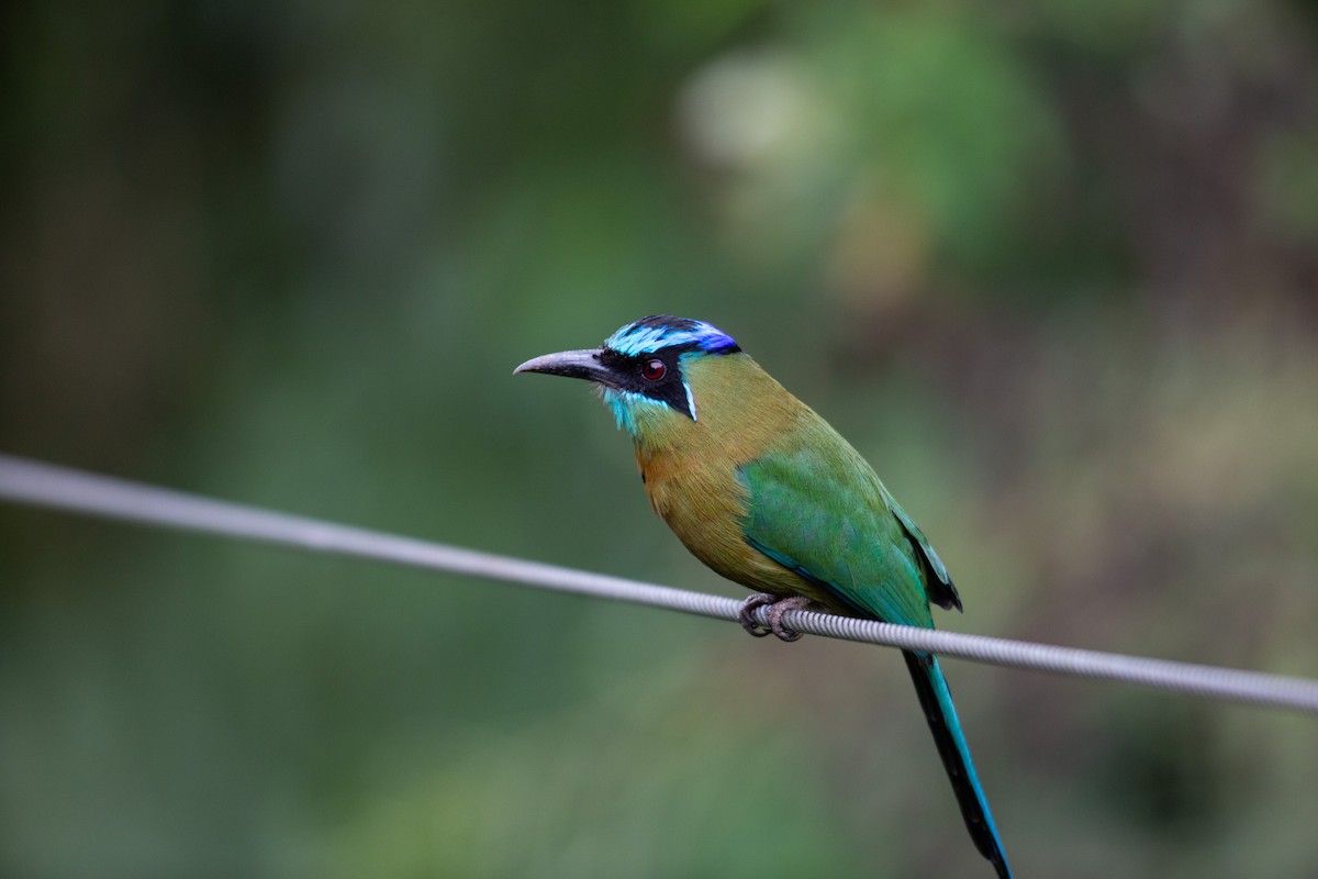 Lesson Motmotu - ML647196995