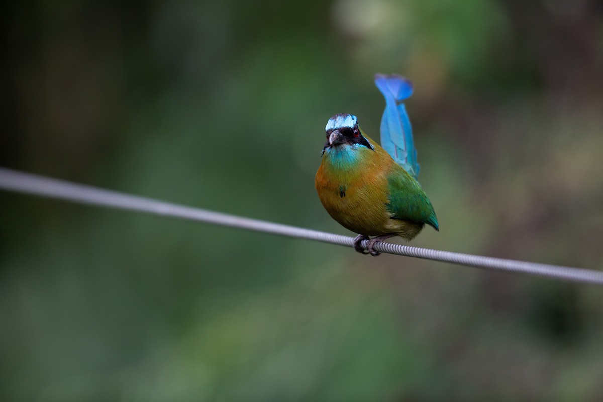 Lesson Motmotu - ML647196996