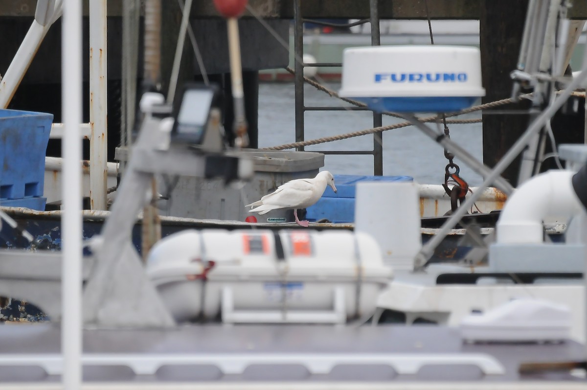 polarmåke - ML647197003