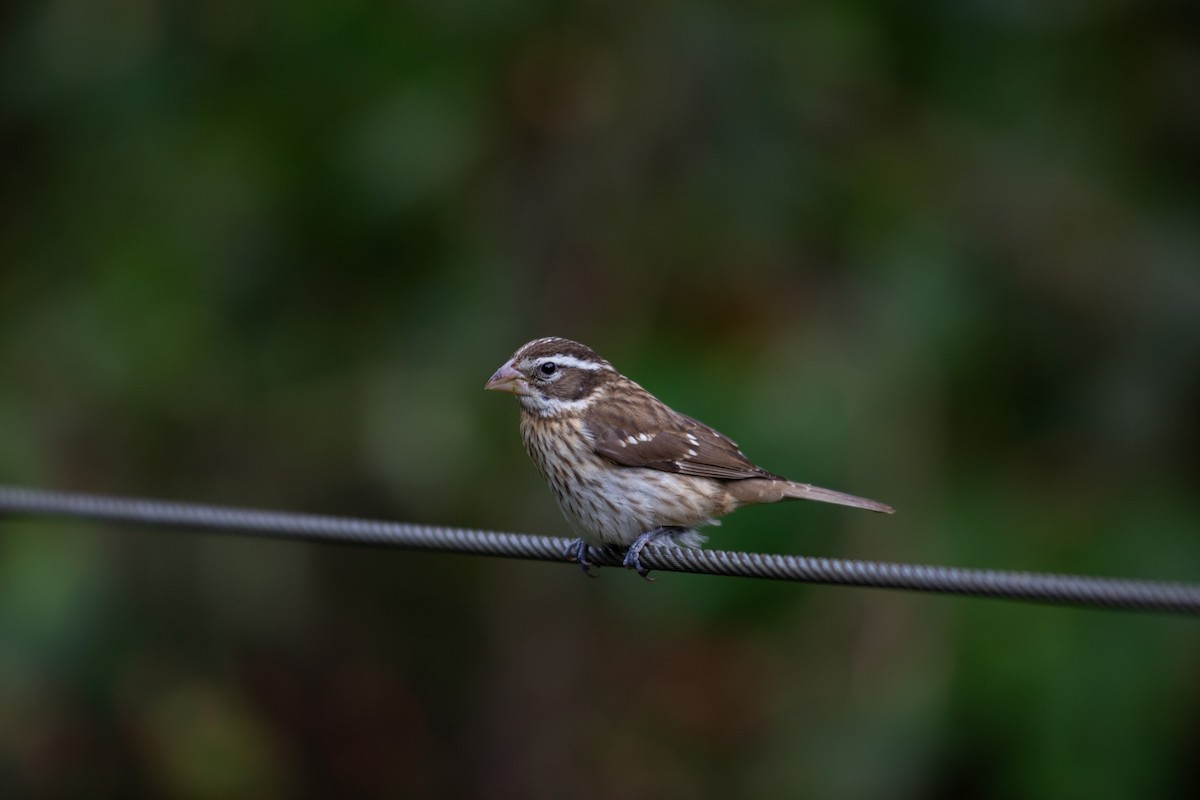 dlaskovec růžovoprsý - ML647197004