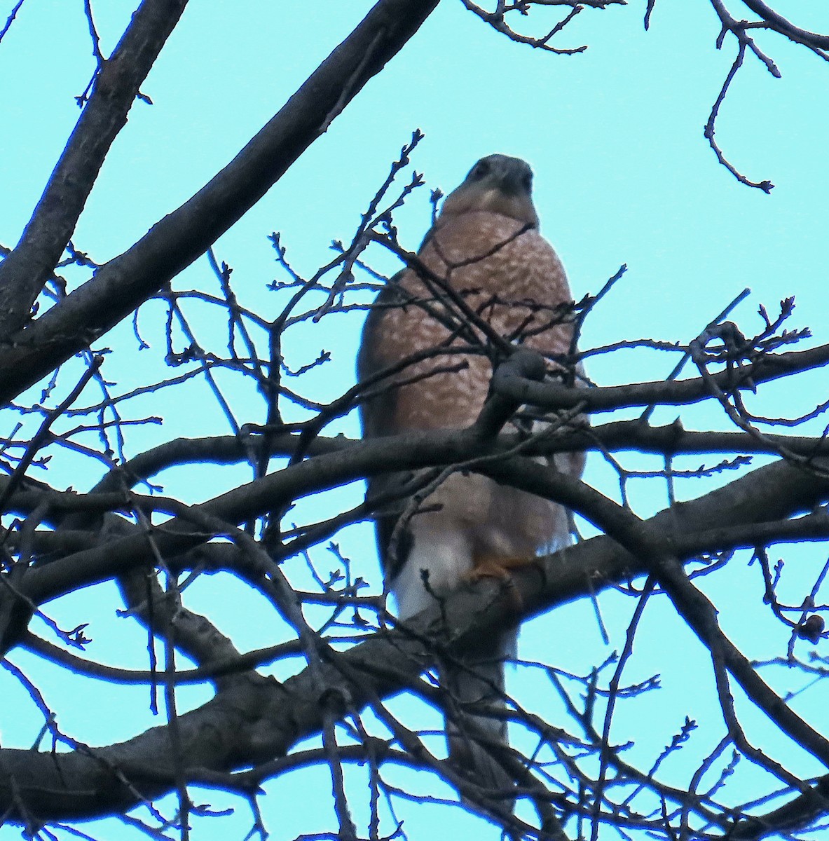 Cooper's Hawk - ML647197016