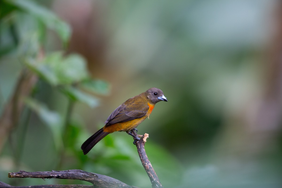 Scarlet-rumped Tanager (Cherrie's) - ML647197020