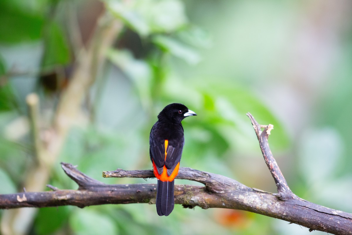 Scarlet-rumped Tanager (Cherrie's) - ML647197021