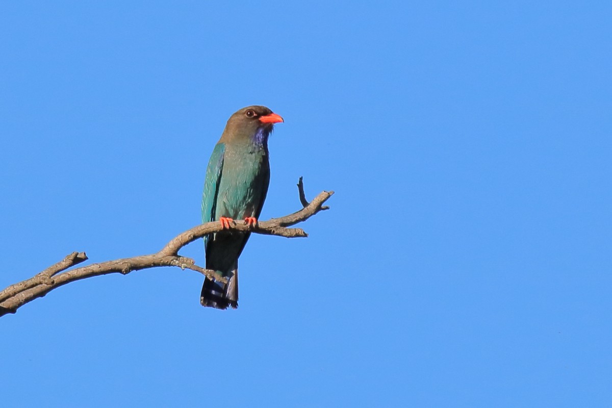 ブッポウソウ - ML647197027