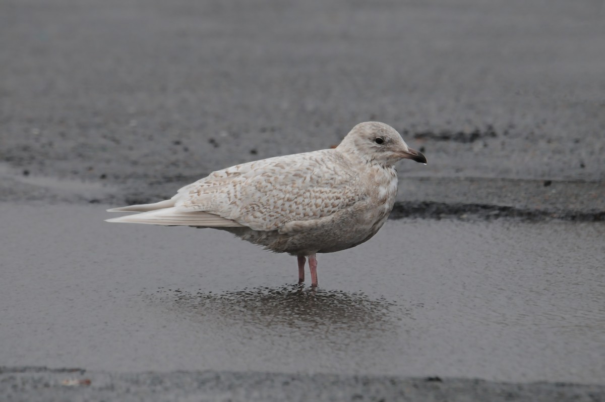 アイスランドカモメ - ML647197028