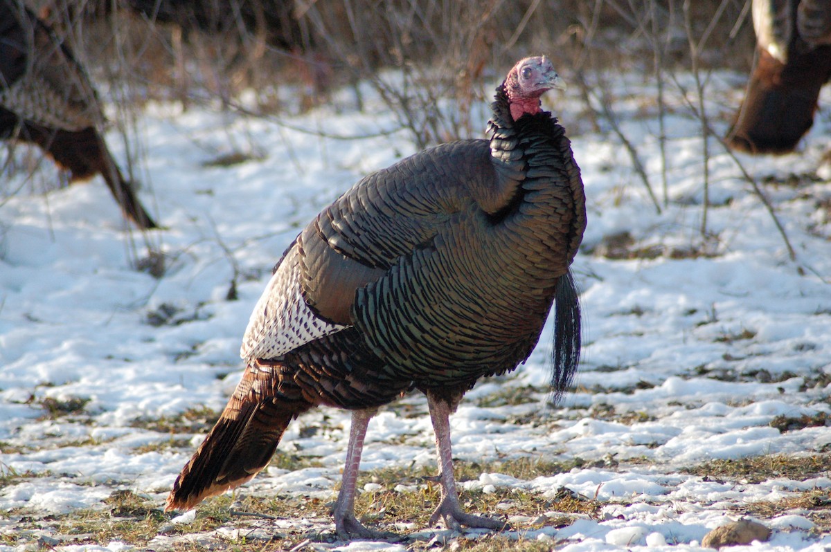 Індик великий - ML647197034