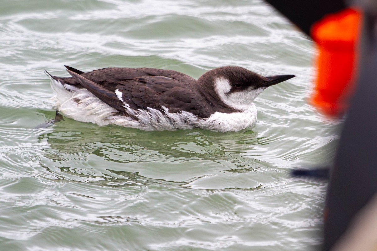 Trottellumme - ML647197039