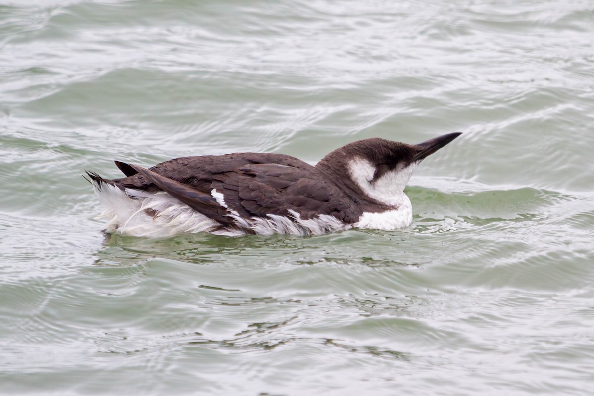 Trottellumme - ML647197040