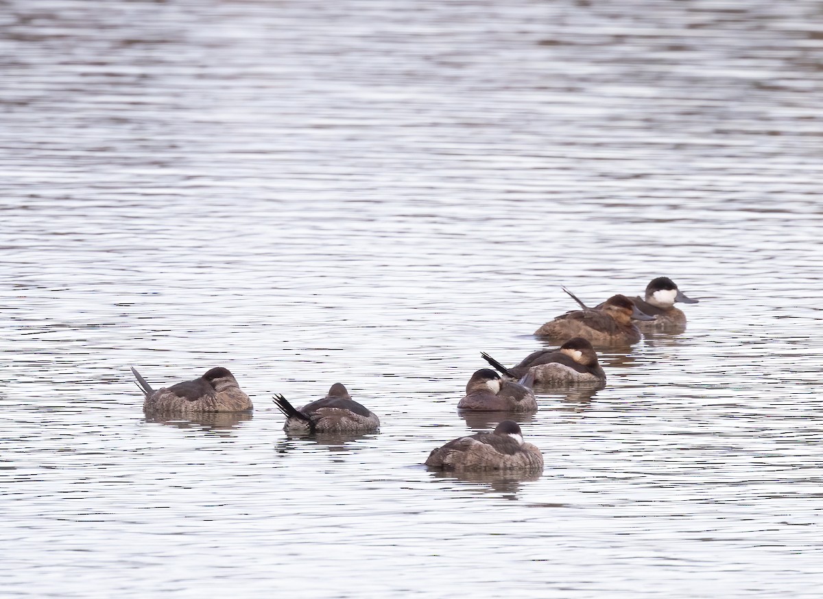 Американская савка - ML647197048