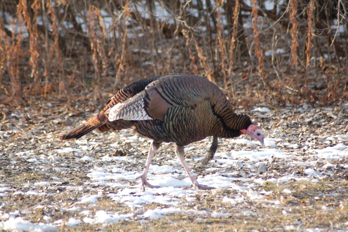 Guajolote Gallipavo - ML647197051