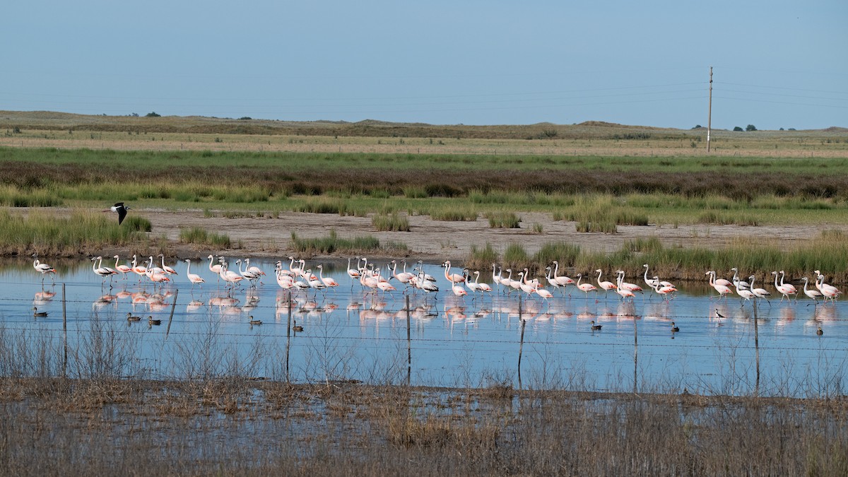 Chilean Flamingo - ML647197052