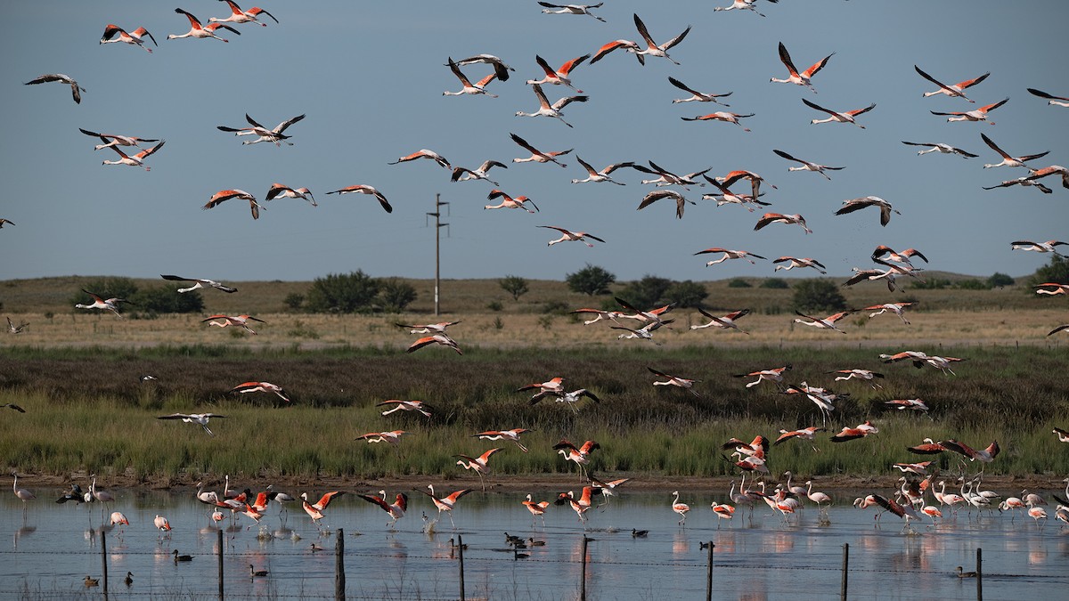 Chilean Flamingo - ML647197053