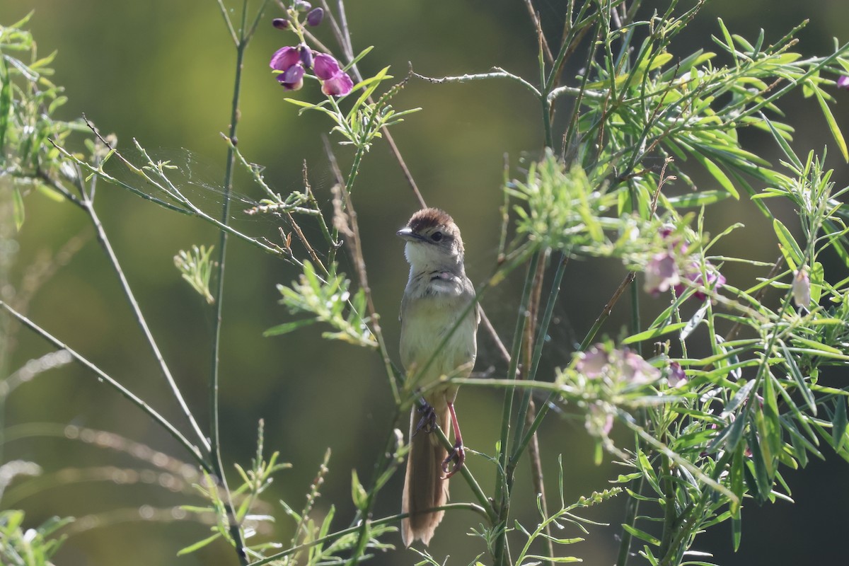 Матата руда - ML647197061