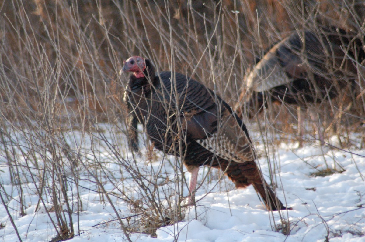 Індик великий - ML647197064