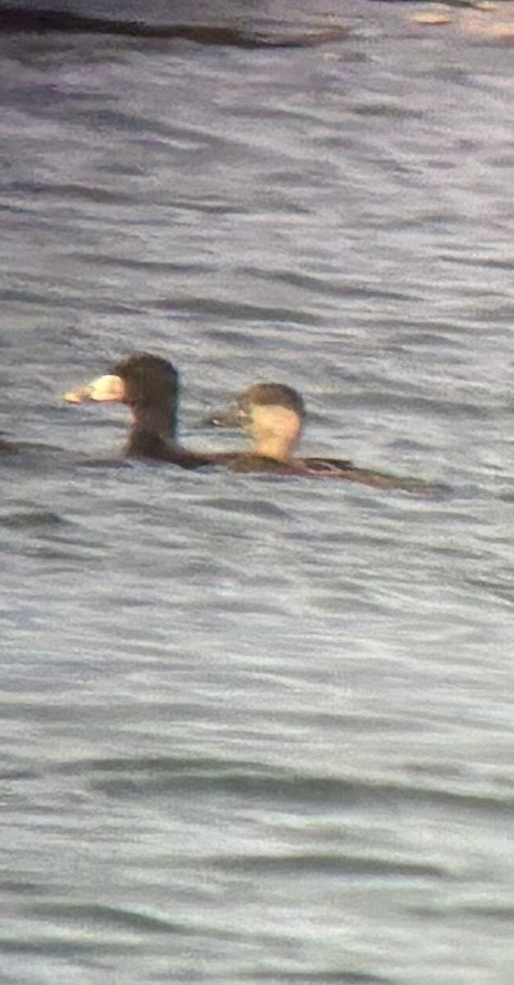 Black Scoter - ML647197074