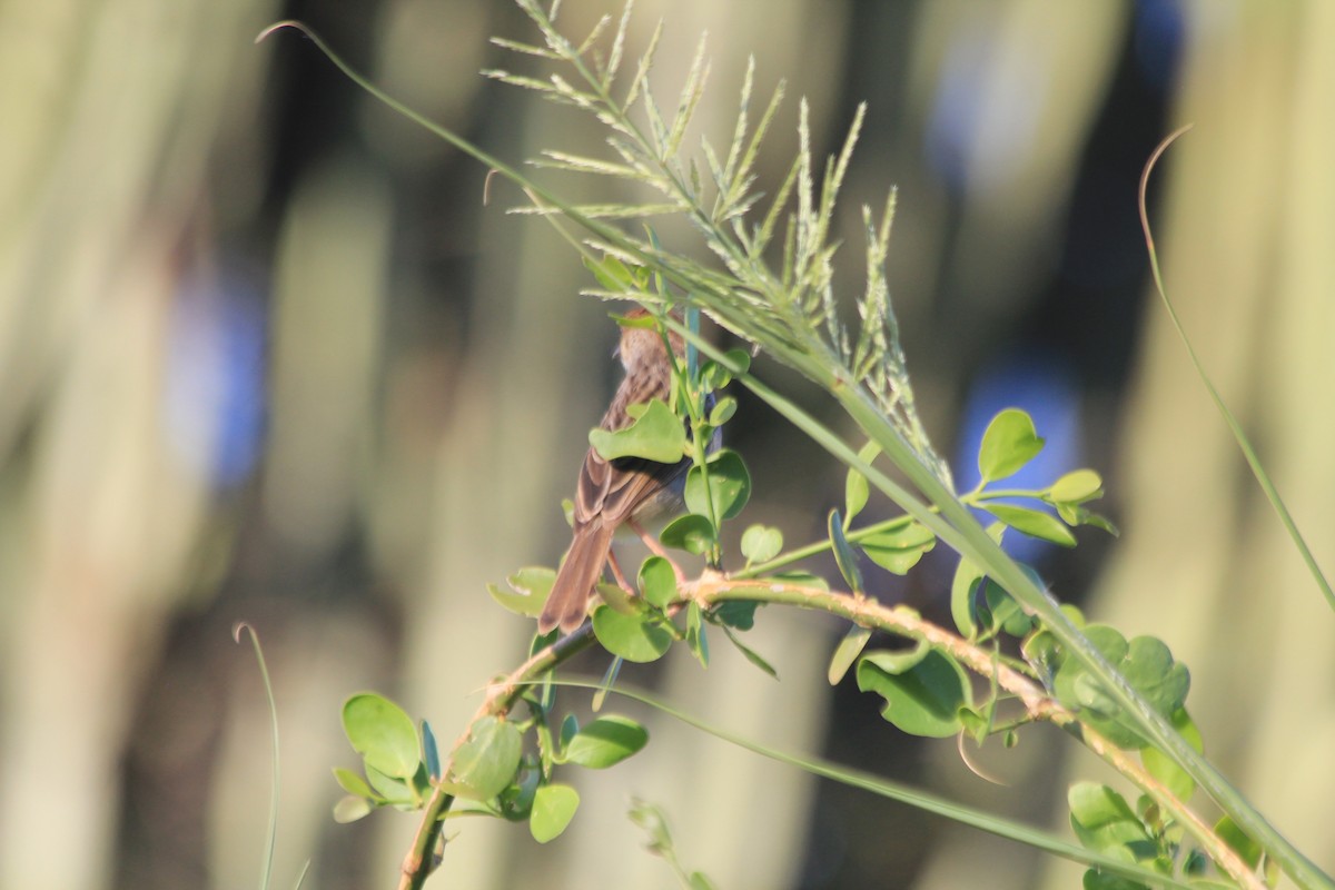 Rotscheitel-Zistensänger - ML647197095