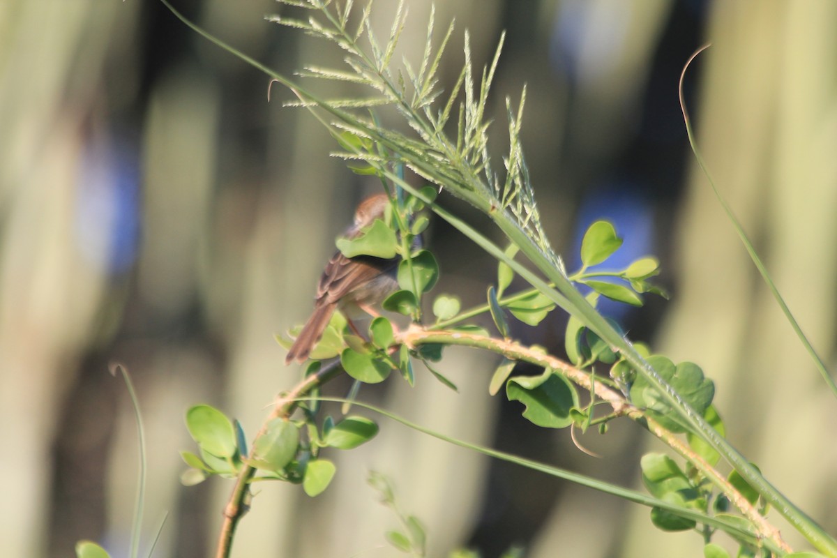 Rotscheitel-Zistensänger - ML647197096