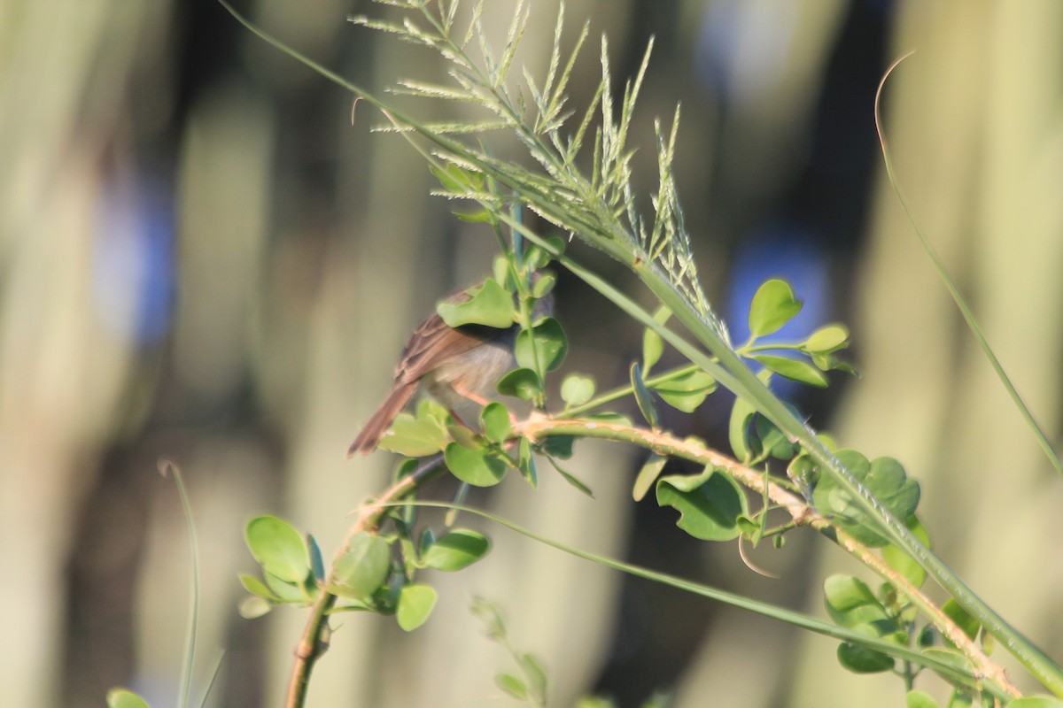 Rotscheitel-Zistensänger - ML647197097