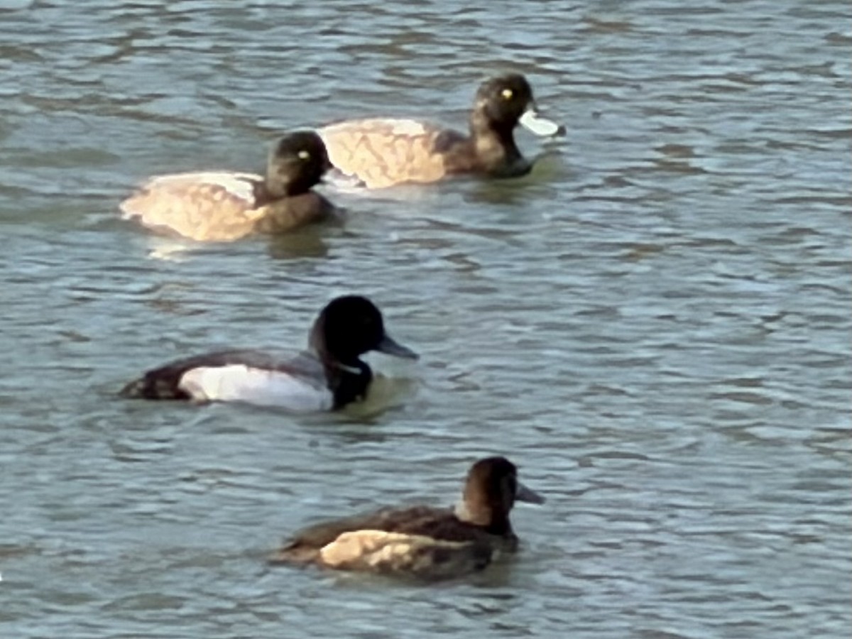 スズガモ - ML647197108