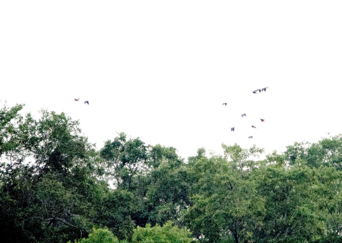 Scarlet Macaw - ML647197117