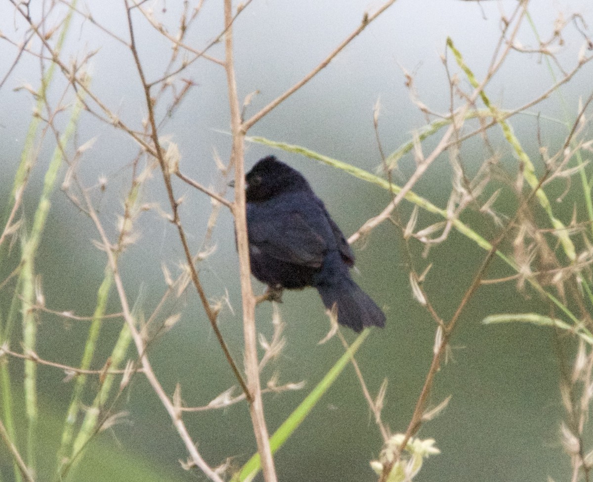 シコンヒワ - ML647197130