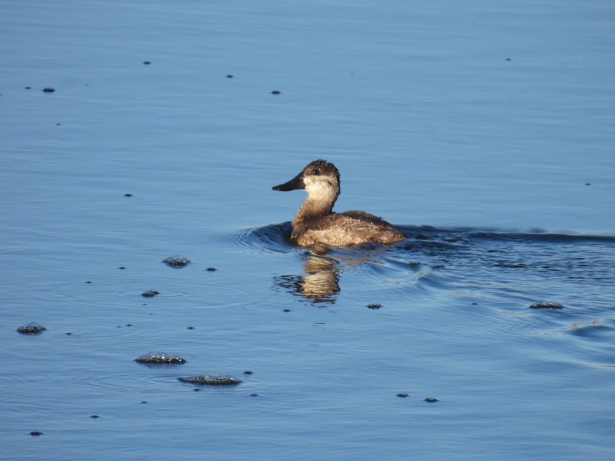 Американская савка - ML647197135