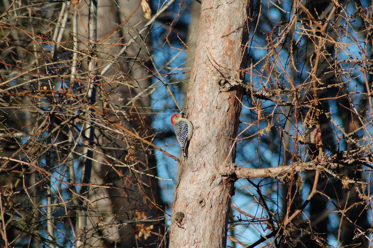 Carpintero de Carolina - ML647197142