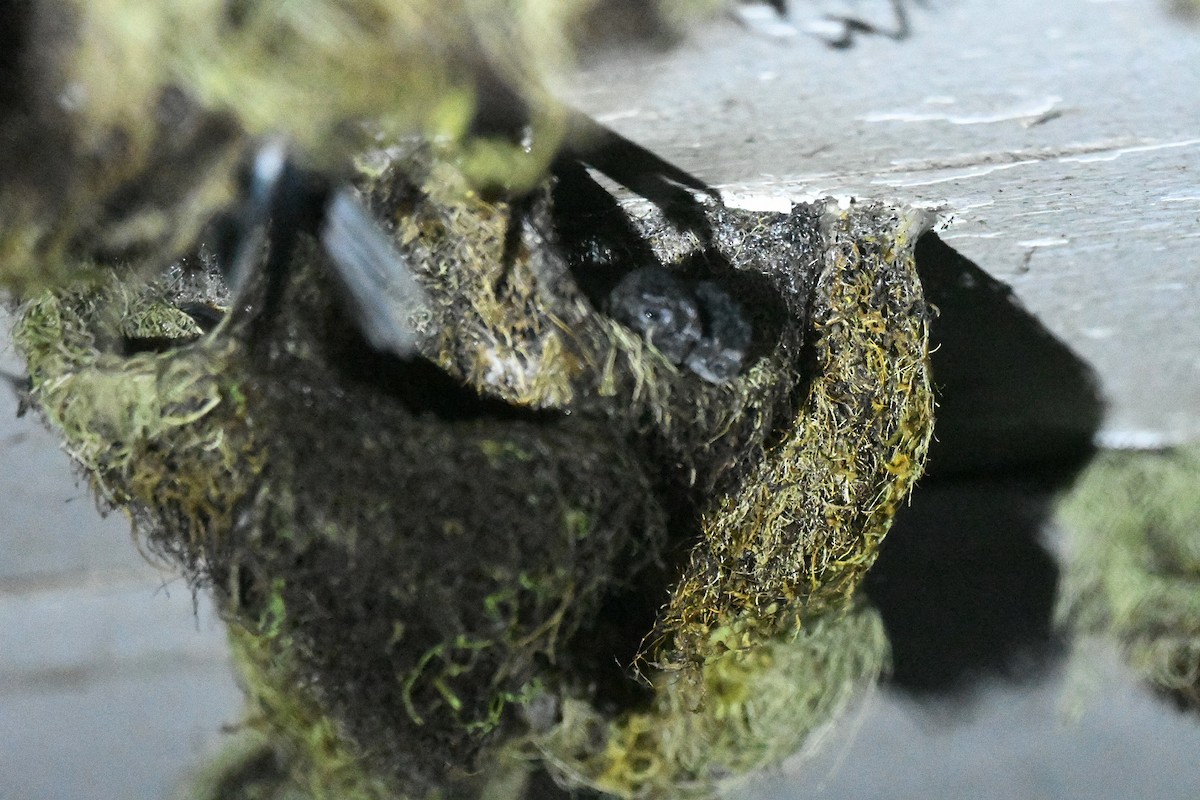 Tenggara Swiftlet - ML647197144